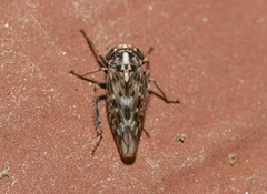 Stenidiocerus poecilus