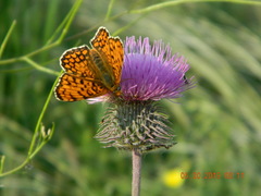Melitaea phoebe