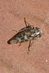 Stenidiocerus poecilus
