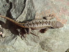 Ochoa Whorltail Iguana photo 4