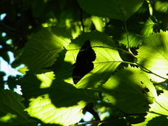 Dichorragia nesimachus nesiotes