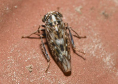 Stenidiocerus poecilus