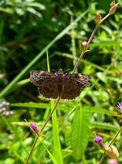 Lepidoptera