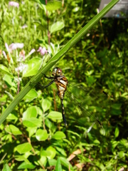Orthetrum albistylum speciosum