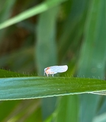 Hemiptera