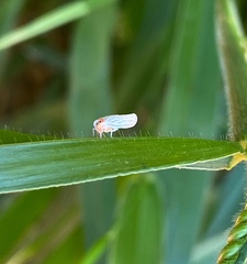Hemiptera