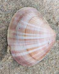 Mactra stultorum