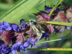 Brachodes