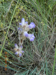 Phelipanche caesia
