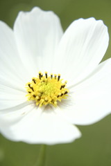 Cosmos bipinnatus