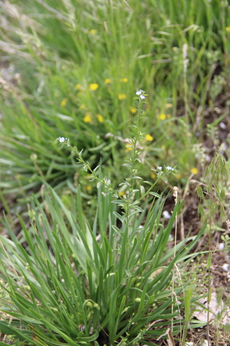 European Stickseed (Lappula heteracantha)