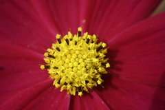 Cosmos bipinnatus
