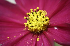 Cosmos bipinnatus