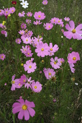 Cosmos bipinnatus