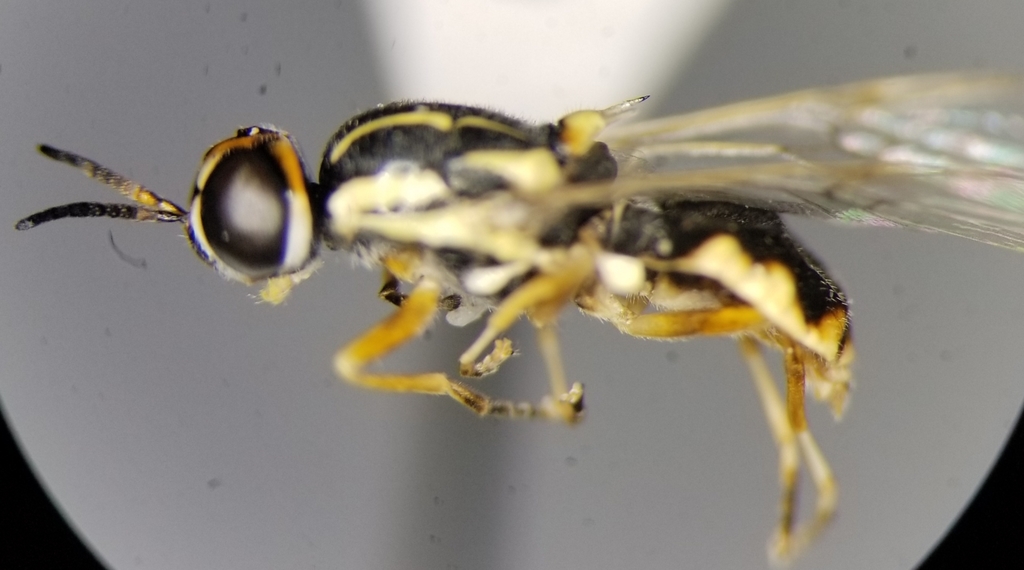 Crowned Euparyphus