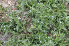 Lappula squarrosa heteracantha