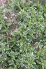 Lappula squarrosa heteracantha