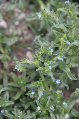 Lappula squarrosa heteracantha