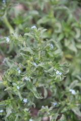 Lappula squarrosa heteracantha