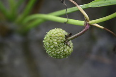 Sagittaria macrophylla