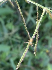 Thomisidae