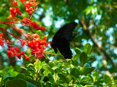 Papilio memnon thunbergii