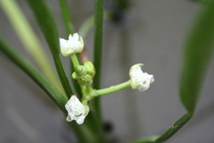 Sagittaria macrophylla