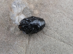 Margarinotus merdarius