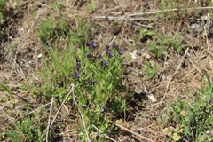 Anchusa arvensis orientalis
