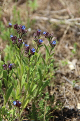 Anchusa arvensis orientalis