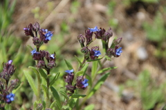 Anchusa arvensis orientalis