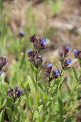 Anchusa arvensis orientalis