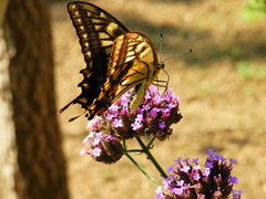 Papilio machaon hippocrates