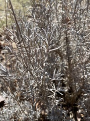 Lavandula angustifolia