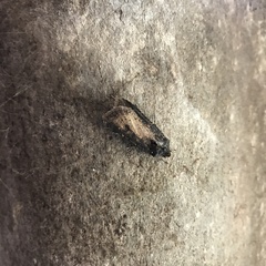 Lepidoptera
