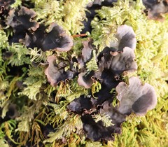 Peltigera leucophlebia