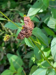 Lepidoptera