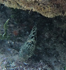 Epinephelus tukula