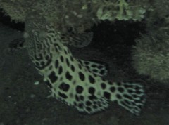 Epinephelus tukula