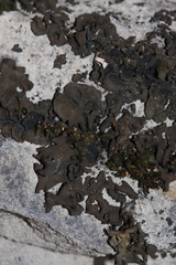 Umbilicaria deusta