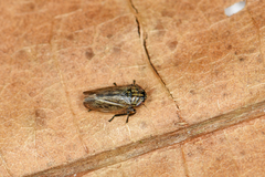 Euscelis incisus
