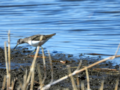 Tringa ochropus