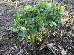 Helleborus dumetorum