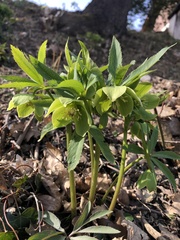 Helleborus viridis