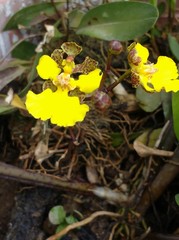 Trichocentrum cebolleta