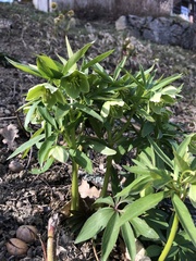 Helleborus dumetorum