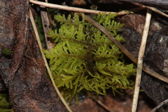 Thuidium recognitum