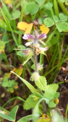 Stachys arvensis