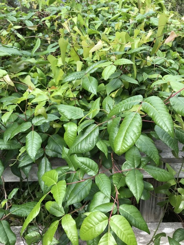Toxicodendron image