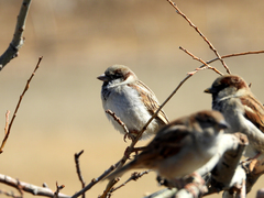 Passer domesticus